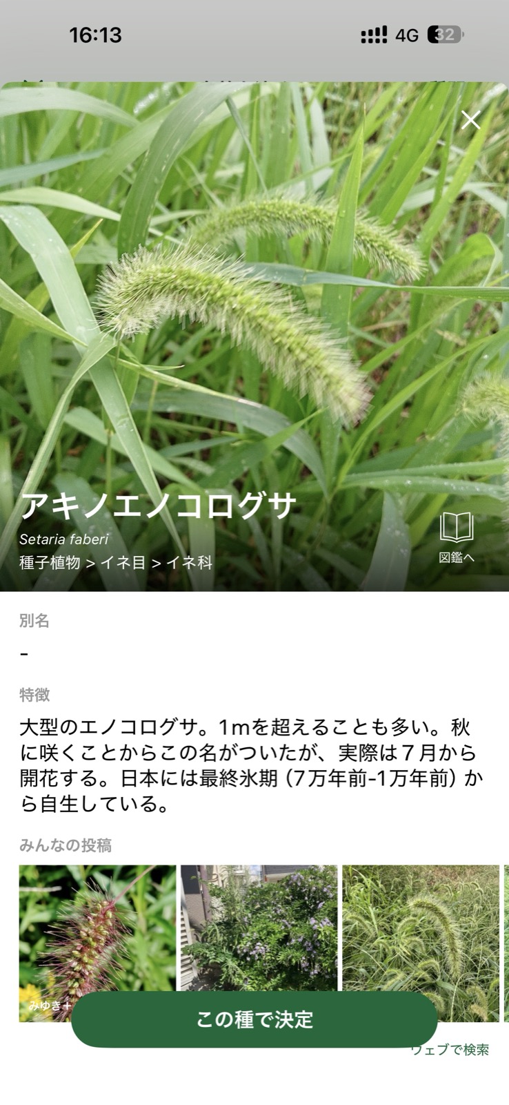 AI図鑑アプリで植物の名前と特徴を調べている画面