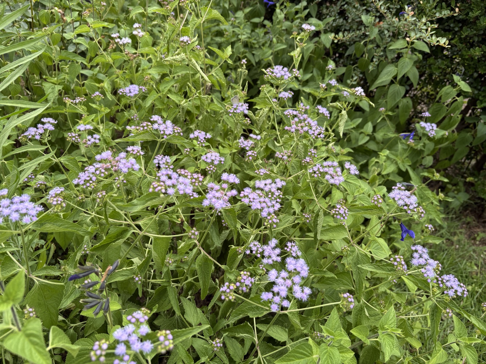 敷地で見つけた紫の花