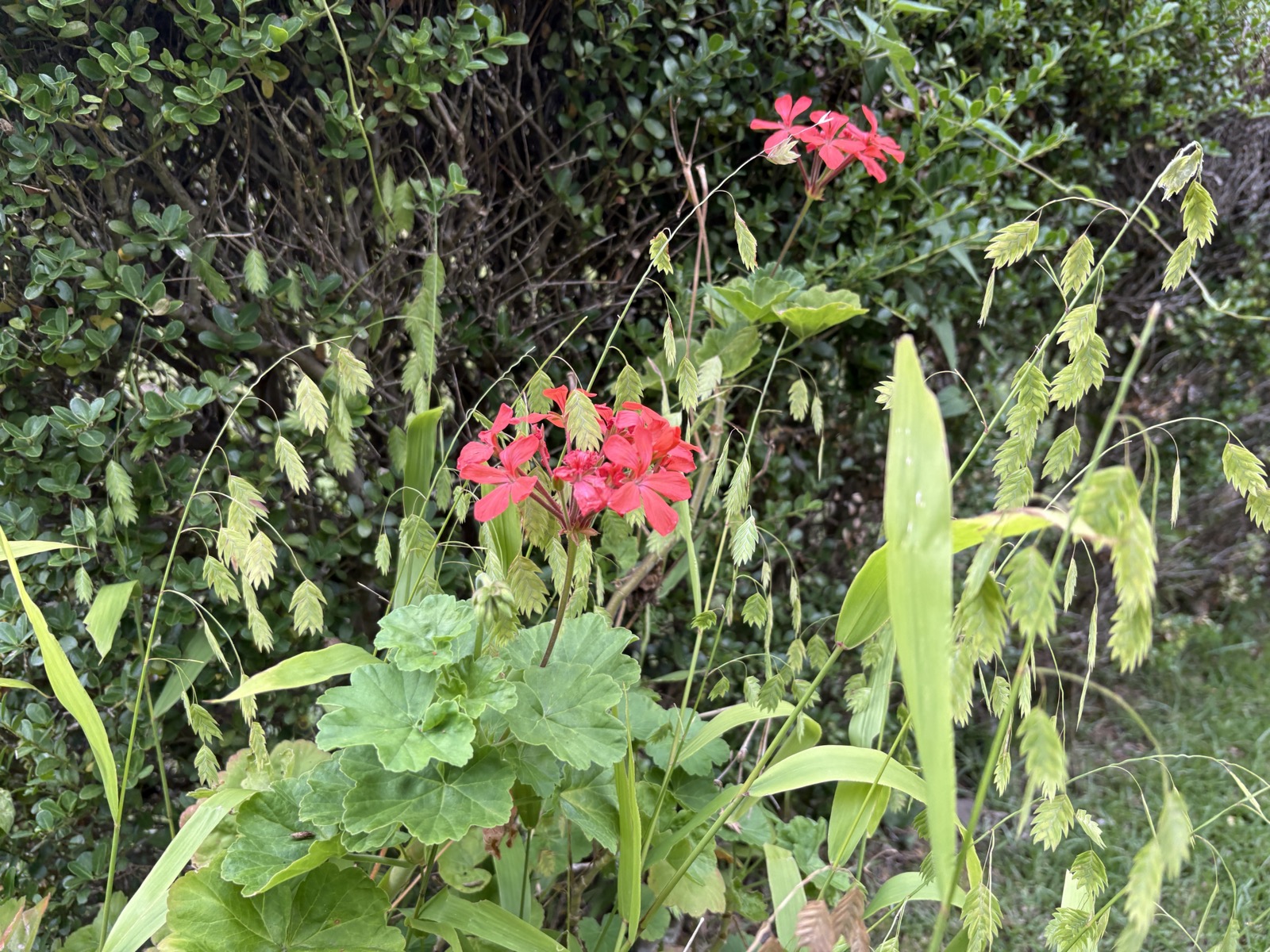 敷地で見つけた赤い花